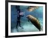 Florida Manatee, Crystal River, Florida, Usa-Rebecca Jackrel-Framed Photographic Print