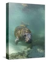 Florida Manatee, Crystal River, Florida, Usa-Rebecca Jackrel-Stretched Canvas