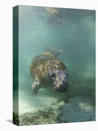 Florida Manatee, Crystal River, Florida, Usa-Rebecca Jackrel-Stretched Canvas