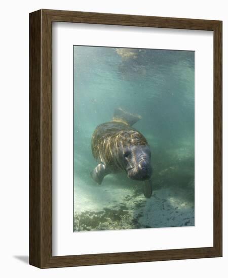 Florida Manatee, Crystal River, Florida, Usa-Rebecca Jackrel-Framed Photographic Print