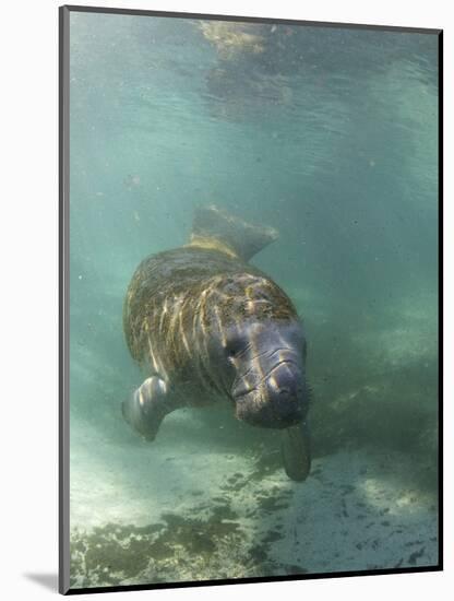 Florida Manatee, Crystal River, Florida, Usa-Rebecca Jackrel-Mounted Photographic Print