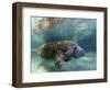 Florida Manatee, Crystal River, Florida, Usa-Rebecca Jackrel-Framed Photographic Print