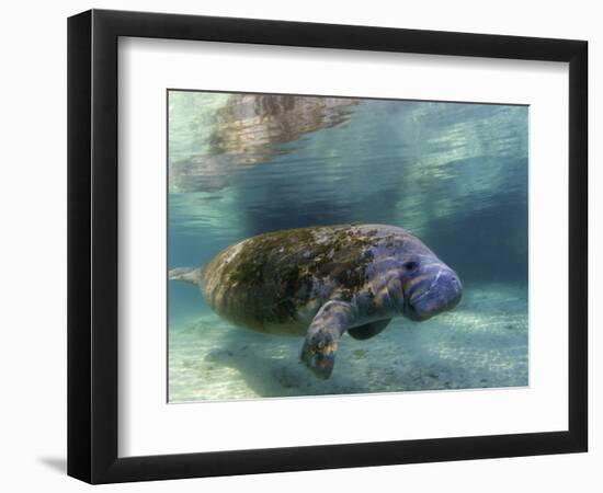 Florida Manatee, Crystal River, Florida, Usa-Rebecca Jackrel-Framed Photographic Print