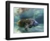 Florida Manatee, Crystal River, Florida, Usa-Rebecca Jackrel-Framed Photographic Print