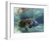 Florida Manatee, Crystal River, Florida, Usa-Rebecca Jackrel-Framed Photographic Print