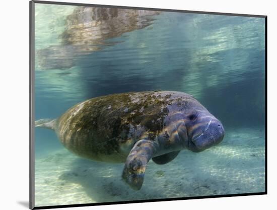 Florida Manatee, Crystal River, Florida, Usa-Rebecca Jackrel-Mounted Photographic Print