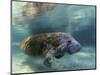 Florida Manatee, Crystal River, Florida, Usa-Rebecca Jackrel-Mounted Photographic Print