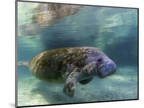 Florida Manatee, Crystal River, Florida, Usa-Rebecca Jackrel-Mounted Photographic Print