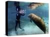 Florida Manatee, Crystal River, Florida, Usa-Rebecca Jackrel-Stretched Canvas