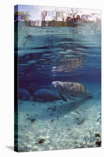 Florida Manatee (Trichechus Manatus Latirostris), Everglades, Florida, USA-Reinhard Dirscherl-Stretched Canvas