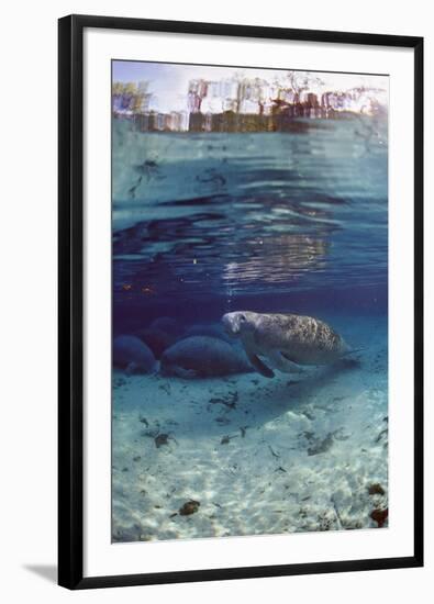 Florida Manatee (Trichechus Manatus Latirostris), Everglades, Florida, USA-Reinhard Dirscherl-Framed Photographic Print