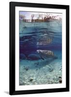 Florida Manatee (Trichechus Manatus Latirostris), Everglades, Florida, USA-Reinhard Dirscherl-Framed Photographic Print