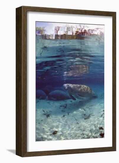 Florida Manatee (Trichechus Manatus Latirostris), Everglades, Florida, USA-Reinhard Dirscherl-Framed Photographic Print