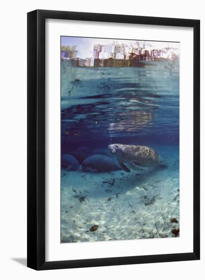 Florida Manatee (Trichechus Manatus Latirostris), Everglades, Florida, USA-Reinhard Dirscherl-Framed Photographic Print