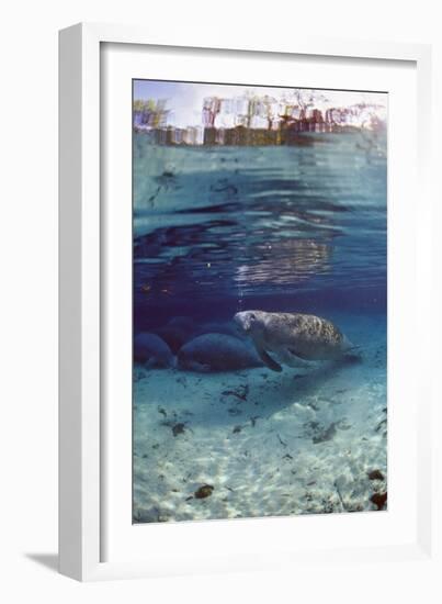 Florida Manatee (Trichechus Manatus Latirostris), Everglades, Florida, USA-Reinhard Dirscherl-Framed Photographic Print