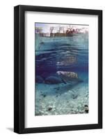 Florida Manatee (Trichechus Manatus Latirostris), Everglades, Florida, USA-Reinhard Dirscherl-Framed Photographic Print