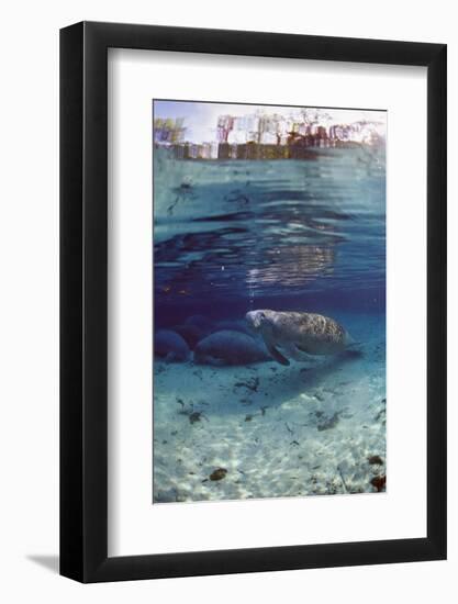 Florida Manatee (Trichechus Manatus Latirostris), Everglades, Florida, USA-Reinhard Dirscherl-Framed Photographic Print