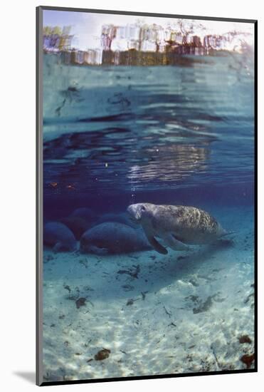 Florida Manatee (Trichechus Manatus Latirostris), Everglades, Florida, USA-Reinhard Dirscherl-Mounted Photographic Print