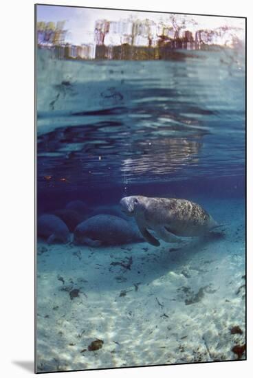 Florida Manatee (Trichechus Manatus Latirostris), Everglades, Florida, USA-Reinhard Dirscherl-Mounted Photographic Print