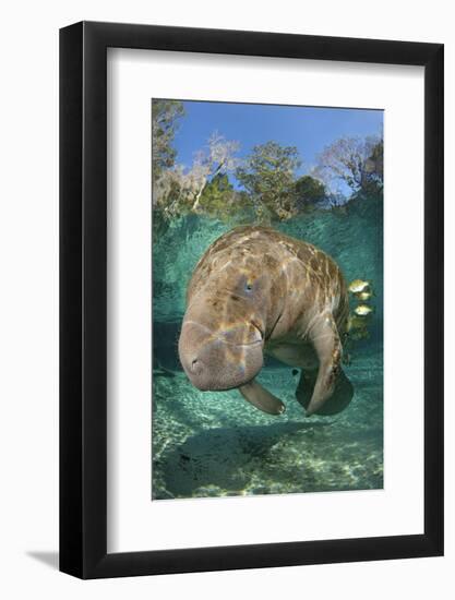 Florida Manatee (Trichechus Manatus Latirostrus) Cleaned By Blue Gill Sunfish (Lepomis Macrochirus)-Alex Mustard-Framed Photographic Print