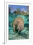 Florida manatee with Blue gill sunfish cleaning it, in a freshwater spring. Crystal River, Florida-Alex Mustard-Framed Photographic Print