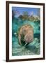 Florida manatee with Blue gill sunfish cleaning it, in a freshwater spring. Crystal River, Florida-Alex Mustard-Framed Photographic Print