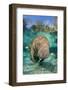 Florida manatee with Blue gill sunfish cleaning it, in a freshwater spring. Crystal River, Florida-Alex Mustard-Framed Photographic Print