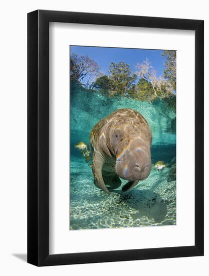 Florida manatee with Blue gill sunfish cleaning it, in a freshwater spring. Crystal River, Florida-Alex Mustard-Framed Photographic Print