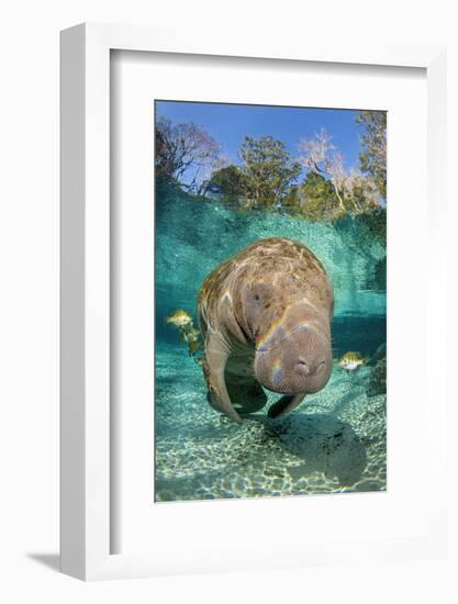 Florida manatee with Blue gill sunfish cleaning it, in a freshwater spring. Crystal River, Florida-Alex Mustard-Framed Photographic Print