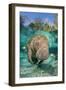 Florida manatee with Blue gill sunfish cleaning it, in a freshwater spring. Crystal River, Florida-Alex Mustard-Framed Photographic Print