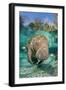 Florida manatee with Blue gill sunfish cleaning it, in a freshwater spring. Crystal River, Florida-Alex Mustard-Framed Photographic Print