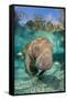Florida manatee with Blue gill sunfish cleaning it, in a freshwater spring. Crystal River, Florida-Alex Mustard-Framed Stretched Canvas