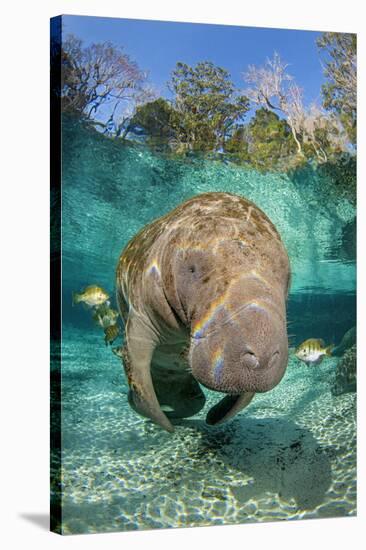 Florida manatee with Blue gill sunfish cleaning it, in a freshwater spring. Crystal River, Florida-Alex Mustard-Stretched Canvas