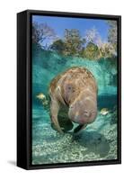 Florida manatee with Blue gill sunfish cleaning it, in a freshwater spring. Crystal River, Florida-Alex Mustard-Framed Stretched Canvas