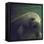 Florida Manatee-Nina Leen-Framed Stretched Canvas