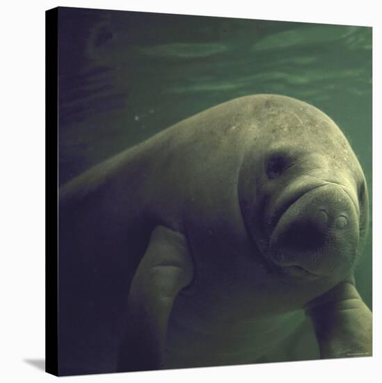 Florida Manatee-Nina Leen-Stretched Canvas