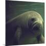 Florida Manatee-Nina Leen-Mounted Premium Photographic Print