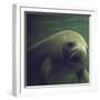 Florida Manatee-Nina Leen-Framed Photographic Print