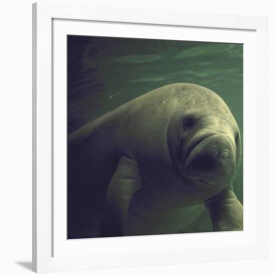 Florida Manatee-Nina Leen-Framed Photographic Print