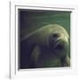 Florida Manatee-Nina Leen-Framed Photographic Print