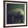 Florida Manatee-Nina Leen-Framed Photographic Print