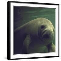 Florida Manatee-Nina Leen-Framed Photographic Print