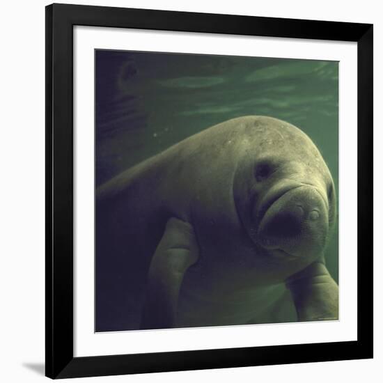 Florida Manatee-Nina Leen-Framed Photographic Print