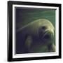 Florida Manatee-Nina Leen-Framed Photographic Print