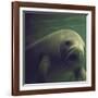 Florida Manatee-Nina Leen-Framed Photographic Print