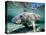 Florida Manatee-Stephen Frink-Stretched Canvas