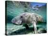 Florida Manatee-Stephen Frink-Stretched Canvas