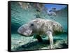 Florida Manatee-Stephen Frink-Framed Stretched Canvas