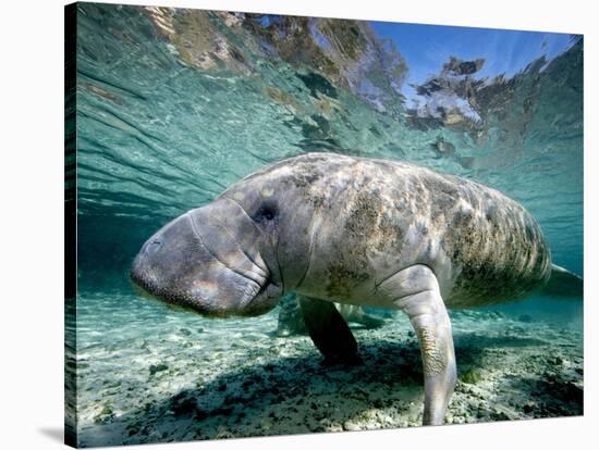 Florida Manatee-Stephen Frink-Stretched Canvas