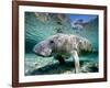 Florida Manatee-Stephen Frink-Framed Photographic Print